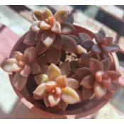 自家愛心種植「姬朧月」冬天的顏色紅的非常好看，多肉植物3吋盆40元