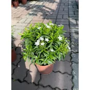 田尾玫瑰園 l 珍珠馬茶花、珍珠馬蹄花、珍珠山馬茶【六吋盆 高度約25cm】(植物眾多歡迎詢問) 田尾在地商家