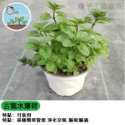 古龍水薄荷種子 香水薄荷 香草植物 泡茶驅蚊 療癒香氛盆栽 室內陽台可種 廚房香草  四季採收 新手友善