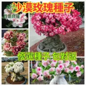 沙漠玫瑰種子 多肉植物 塊根植物 天寶花 富貴花 耐旱植物 室內盆栽 觀花植物 花期長 台灣好種 懶人植物 新手盆栽