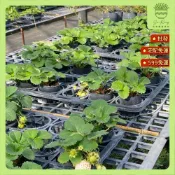 【欣榮園藝490全省免運】2.5寸 草莓 淡雪 蛋丁 雪兔 雪芹 露之水滴 菊池糖蜜 黑金剛 帝王紅 紅冠 白草莓 草莓