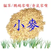 精選小麥/鸚鵡 倉鼠 蜜袋鼯 皆可食用/麥草/貓草/鸚鵡零食/倉鼠零食/