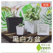 黑白方盆 正方盆  簡約花盆 透氣盆 塑膠花盆 多肉植物花盆 觀葉植物花盆 方盆【綠色山嵐】