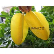 ☁☁仿真水果 高仿仿真楊桃 衣廚裝飾 攝影擺設道 假水果fruit假楊桃
