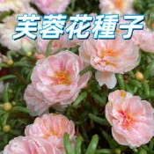 台灣現貨【芙蓉花種子】 木芙蓉 醉芙蓉 變色花卉 四季播種 簡易栽培 7-14天發芽 陽台庭院盆栽 新手推薦