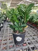 玉璽金錢樹$330／5吋盆