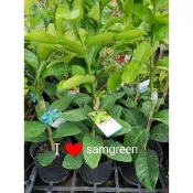【samgreen♥️檸檬葉-馬蜂橙🌿】4吋黑膠高盆/高約70公分/嫁接開枝/戶外摘葉植物