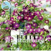❀【藤本皇后】50款鐵線蓮種子｜重瓣大花爬藤｜月季薔薇絕配｜庭院樓頂攀援造景｜多年生開花機器現貨