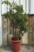 花田厝_喬木觀賞植物—羽葉福祿桐(富貴樹)--多年生常綠灌木~優良造景樹種/4尺