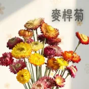 乾燥麥稈菊 乾燥花 綜合 不凋花情人草 永生花 卡斯比亞 星辰花 兔尾草 勿忘我 滿天星 插花花材 花束 花藝 居家擺設