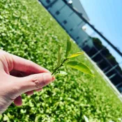【采樂茶葉】精品茶葉全品項一次購足｜四季春茶、金萱、翠玉、凍頂烏龍茶、果韻烏龍茶、紅烏龍茶、蜜香紅茶、紅玉紅茶、高山茶