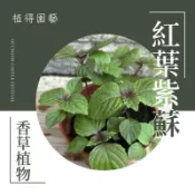 植得｜紅葉 紫蘇｜食用料理香草植物