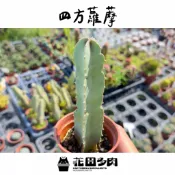 《花田多肉II》🌵【四方蘿藦/四角蘿藦】 3吋盆 多肉植物/蘿藦/開花植物/戶外植物