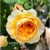《桃樂斯農園》艾菲Effie玫瑰花苗扦插苗