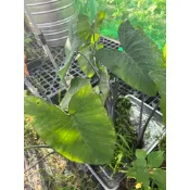 微田山丘-千年芋裸根苗