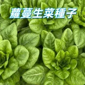 【蘿蔓生菜種子】羅曼生菜種子 蘿美生菜種子 長葉生菜 高發芽率 居家種植 有機 四季可種 台灣現貨 新手易種植