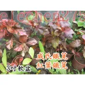 威氏鐵莧 圍籬樹籬3吋軟盆5吋紅葉鐵莧