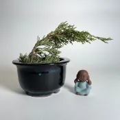 ✨ 流釉彩釉陶盆｜多肉小品 黑松真柏 羅漢松 種子植物 龍舌蘭 桌面裝飾 小型植栽盆 台灣現貨