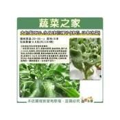 (店+)【蔬菜之家】大包裝K20.水晶冰花種子冰花.日本冰菜0.8克約2500顆