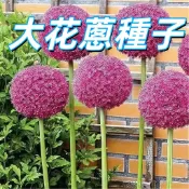 【大花蔥種子】台灣觀賞巨蔥種 易種植球根花卉 庭園盆栽植物 紫色花球開花種子 現貨供應 園藝種子包