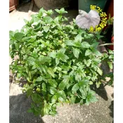 [5吋盆 胡椒薄荷盆栽 葉子稍微帶巧克力味 超香] 活體香草植物盆栽, 可食用.料理或泡茶 ~半日照佳~ 先確認有沒有貨