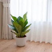【室內盆栽】富貴花燭(大) 開幕盆栽 盆栽送禮 升遷送禮
