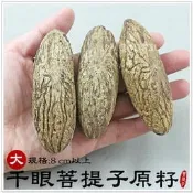 【摩邦比】千眼菩提子原籽(大8cm以上) 菩提樹果實觀音眼千手觀音菩提子樹菩提吊飾鱷魚果同心果佛眼吊飾禮贈品PT-2