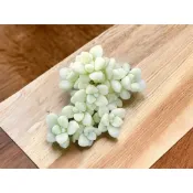 丸葉姬秋麗錦 錦斑👑2602222 無根 裸株出貨 多肉植物 多肉