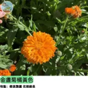 【泡茶必備】金盞菊種子 橘黃色 可食用香草 舒緩保養 陽台盆栽易種 蜜源植物 花茶DIY 新手推薦