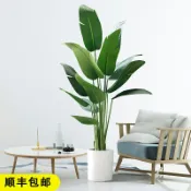 協貿國際日用品生活7館 大型仿真植物客廳擺件旅人蕉開業禮物喬遷新居禮品簡約現代裝飾品