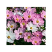 畫家波斯菊種子30粒60元(混合色)
