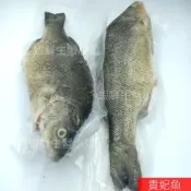 【蝦鮮生蟹小姐】貴妃魚
