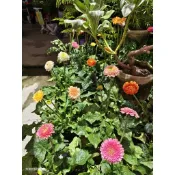 多色可選，5吋盆 白色非洲菊盆栽 黃色非洲菊盆栽 橘色非洲菊盆栽