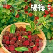 【楊梅種子大全】水晶楊梅種子東魁楊梅種子早熟楊梅種子黑炭楊梅種子四季種植水果種子庭院盆栽