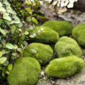 微景觀仿真假苔蘚  園藝裝飾 苔蘚造景假石頭 植絨石頭 假草坪 DIY多肉盆栽 花園擺件