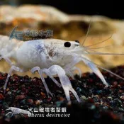 【AC草影】火山破壞者螯蝦【一隻】FBB01058