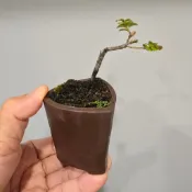 紫檀 楓港柿 豆盆盆栽 小精品盆栽