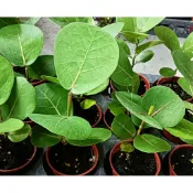 東大興 海葡萄 3寸盆 觀賞盆栽 觀葉植物