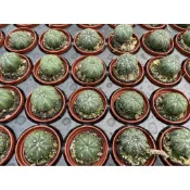 🌵1吋迷你盆【 琉璃兜 】多肉植物、仙人掌🌵