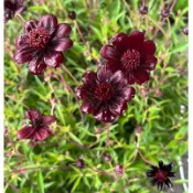 田尾詠泉農園/5寸盆/巧克力波斯菊/多年生/花香有濃濃巧克力味