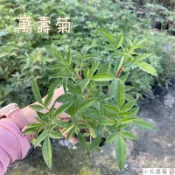 小花園藝 萬壽菊 可食用 中草藥用 花期長 花語：長壽、多福  3吋袋苗 $50