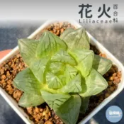 🌵✧植得栽✦【花火】百合科/玉露/阿福花科/十二卷/多肉植物/玉露錦/百合/植栽/多肉/十二之卷/園藝
