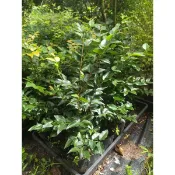 樹葡萄苗蝦取宅配滿4棵出貨可合併不同植物 沙巴四季福岡艾斯卡阿根廷