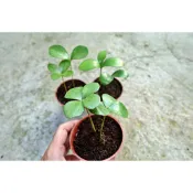 巴西幸運樹/闊葉鐵樹/墨西哥鐵樹/3寸盆/觀葉植物