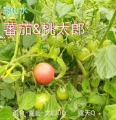 蕃茄&桃太郎！種子150元（種子6包：可搭配其它種子））