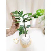 《Kamata🌈》☘️圓葉竹柏☘️室內植物 觀葉植物 綠化盆栽 四季常綠 葉片鮮豔亮麗 陽台植物~另售「裸株」