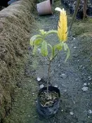 �＊田尾玫瑰園＊�多年生草本-(黃蝦花)-最低出貨10株