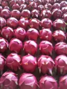 【陽信商店街】紅肉火龍果 自產自銷-10斤/箱-肉嫩香甜-兩箱免運-台灣水果-紅龍果