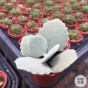一吋迷你盆【千兔耳】多肉植物|多肉|景天科｜療癒小物| 組盆|綠手指必備|［Xuan肉園］