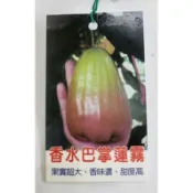 香水巴掌蓮霧/黑珍珠 /黑金剛蓮霧/高壓苗/水果苗